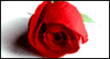 A Rose for You -- Kiss and Make Up eCard from Blue Mountain