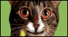Singing Birthday Cat -- Pets Birthday eCard from Yahoo! Greetings