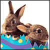 Real Easter Bunny -- Funny Easter Card project from Yahoo! Greetings
