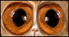 Feeling Frazzled? -- Twisted Whiskers Just Because eCard from Yahoo! Greetings