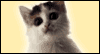 See Success -- Twisted Whiskers Congratulations eCard from Yahoo! Greetings