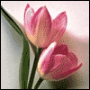 Beautiful Celebration -- Wedding & Engagement Congratulations Greeting Cards project from Yahoo! Greetings