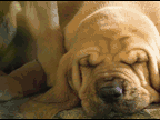 Birthday Dreams 