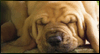 Birthday Dreams -- Pets Birthday eCard from Yahoo! Greetings