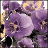 Cherished Daughter --  project from Yahoo! Greetings
