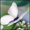 Time Will Bring Peace -- Loss of Loved Ones Sympathy Greeting Cards project from Yahoo! Greetings