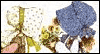 Friend Who's Like Family -- Holly Hobbie Classic Just Because eCard from Yahoo! Greetings