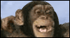 I'm Ape Over You -- Valentine's Day Love eCard from Yahoo! Greetings