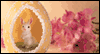 Precious Granddaughter --  eCard from Yahoo! Greetings