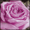 For the Lady I Love -- Mother's Day For Wives project from Yahoo! Greetings