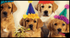 Singing Dogs