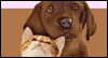 Pet Week