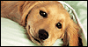 Keeping It Warm -- Pets Love eCard from Yahoo! Greetings