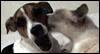 Dog & Cat Love