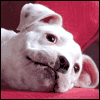 Little Angel -- Pet Sitting Thank You Greeting Cards project from Yahoo! Greetings