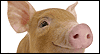 3/1 National Pig Day --  eCard from Yahoo! Greetings