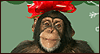 Monkey Bells Christmas Card