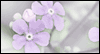 Spring Blossoms