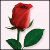 One Perfect Rose -- Mother's Day For Wives project from Yahoo! Greetings