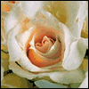 To Mom and Stepdad -- Parents Anniversary Greeting Cards project from Yahoo! Greetings