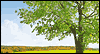 6/5 World Environment Day -- June Celebrate the Date eCard from Yahoo! Greetings