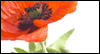 Shall Not Perish: Free Memorial Day ecard from Egreetings