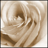 Sincere Thanks to You -- Sympathy Thank You Greeting Cards project from Yahoo! Greetings
