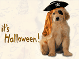 Pirate Puppy 
