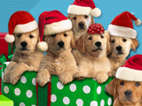 Caroling Canines 