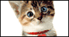 Purr-fect Birthday -- Pets Birthday eCard from Yahoo! Greetings