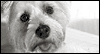 To Make You Smile -- Pets Just Because eCard from Yahoo! Greetings