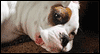 Just Chillin' -- Pets Just Because eCard from Yahoo! Greetings