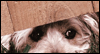 No Fun Without You -- Pets Miss You eCard from Yahoo! Greetings