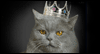 3/28 Respect Your Cat Day
