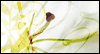 A Palm Sunday Wish for You -- Lenten Season eCard from Yahoo! Greetings