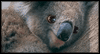 4/26 Hug an Australian Day 