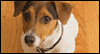 Wishing You Happiness -- Pets Just Because eCard from Yahoo! Greetings