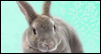 Yummy Easter Bunny: Free Easter ecard from Egreetings