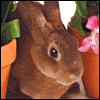 Simple Pleasures -- Everyday Easter Greeting Cards project from Yahoo! Greetings