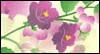 Lavender Blooms