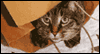 Am I Forgiven? -- Pets Just Because eCard from Yahoo! Greetings