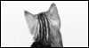 So Little Time -- Pets Just Because eCard from Yahoo! Greetings