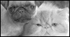 So in Love -- Pets Love eCard from Yahoo! Greetings