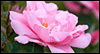 Breast Cancer Month --  eCard from Yahoo! Greetings
