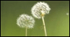May Gods Peace Surround You -- Chicken Soup for the Soul Sympathy eCard from Yahoo! Greetings