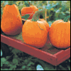 Simple Pleasures -- Everyday Thanksgiving Greeting Cards project from Yahoo! Greetings