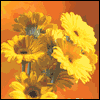 What Is Thanksgiving? -- Everyday Thanksgiving Greeting Cards project from Yahoo! Greetings