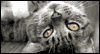 Today, I Thought of You: Free Pets ecard from Egreetings