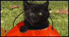 Up to Your Favorite Tricks: Free Halloween ecard from Egreetings