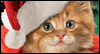 Karoling Kittens -- Christmas eCard from Yahoo! Greetings